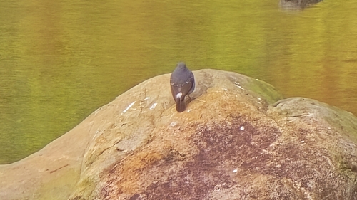 Plumbeous Water Redstart (Phoenicurus fuliginosus), photo 3