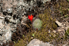 Aylostera fiebrigii