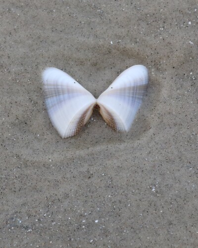 Donax hanleyanus