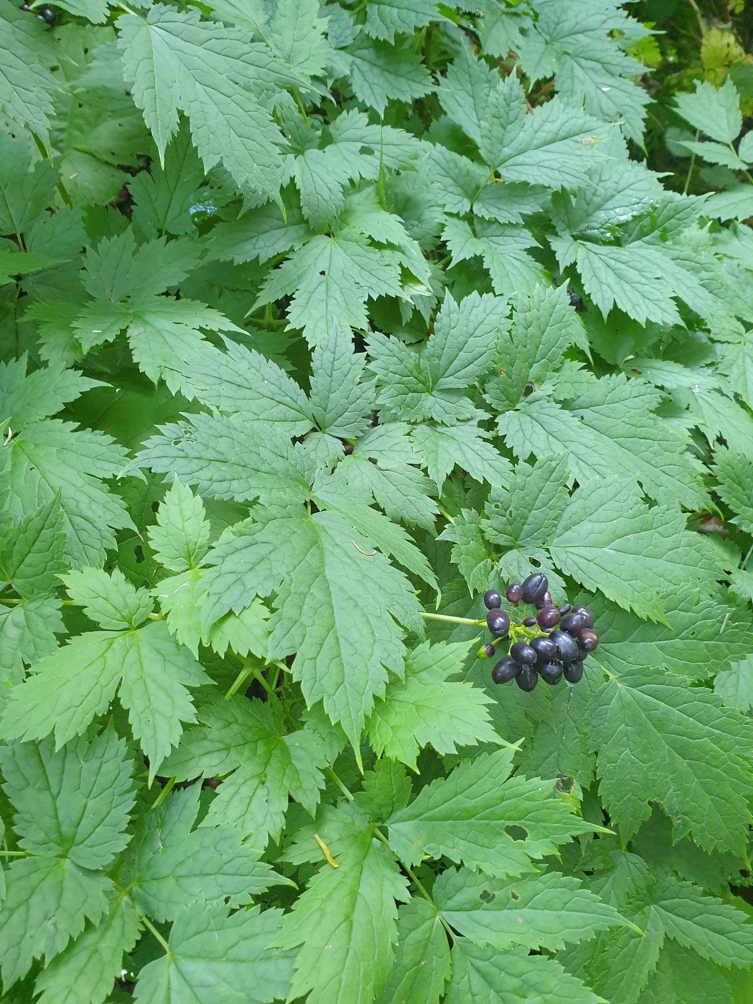 Baneberry (Actaea spicata)