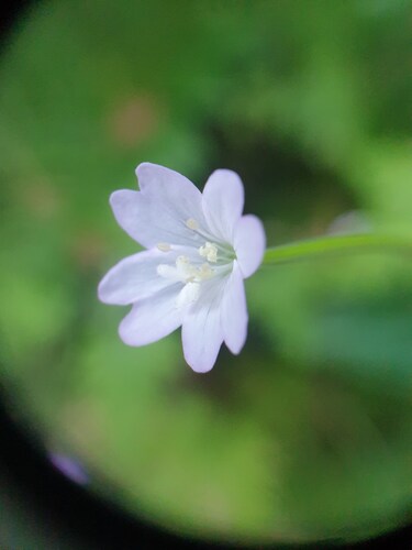 Broad-Leaved Willowherb (Epilobium montanum)