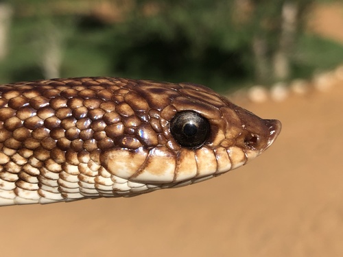 Blonde Hognose Snake