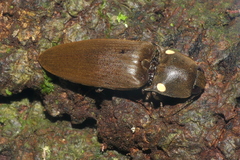 Pyrophorus noctilucus