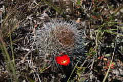 Aylostera fiebrigii