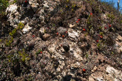 Aylostera fiebrigii