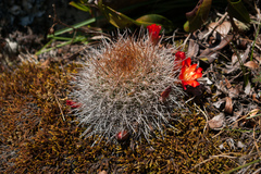 Aylostera fiebrigii