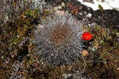 Aylostera fiebrigii