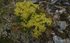 Aciphylla similis