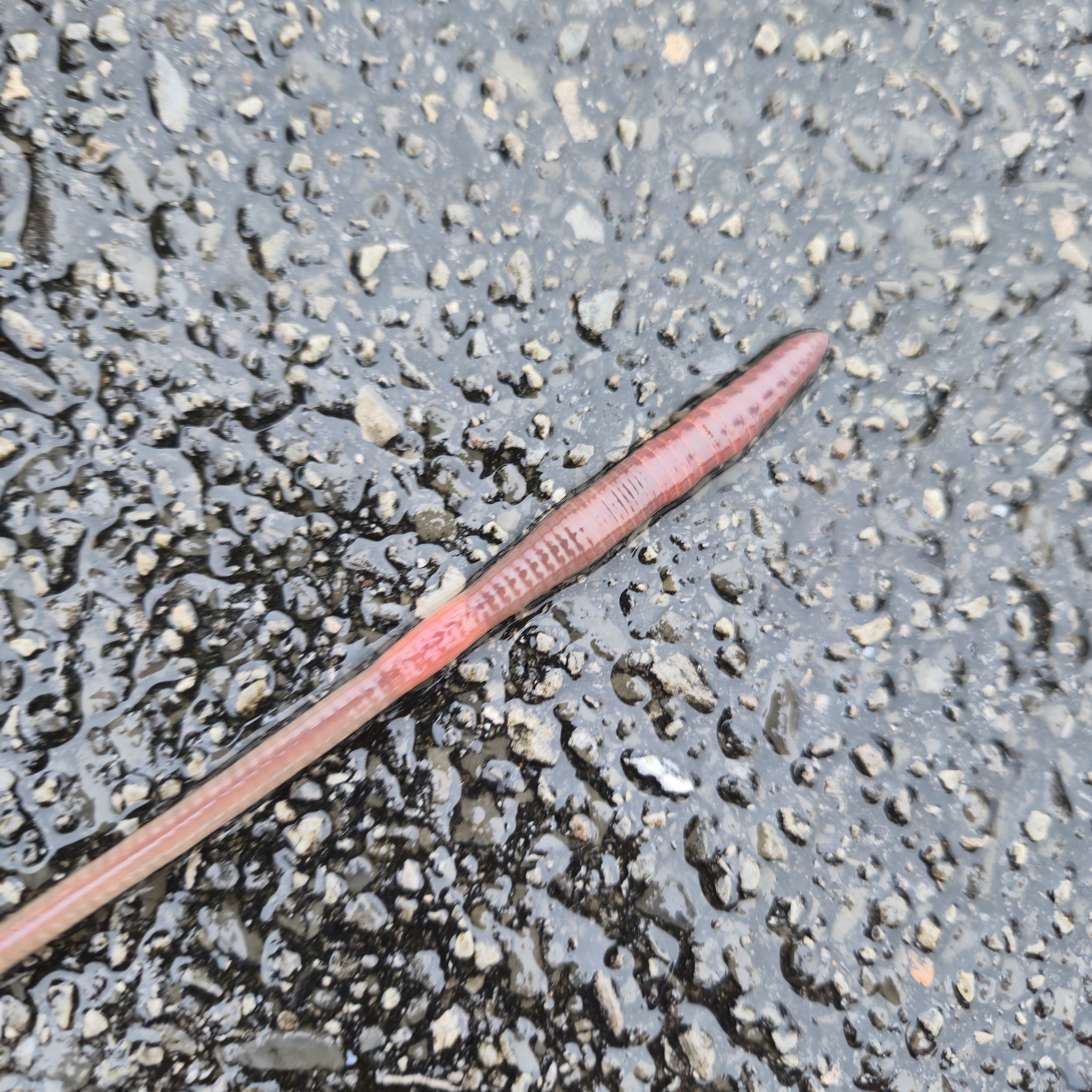 Lumbricus terrestris Linnaeus, 1758