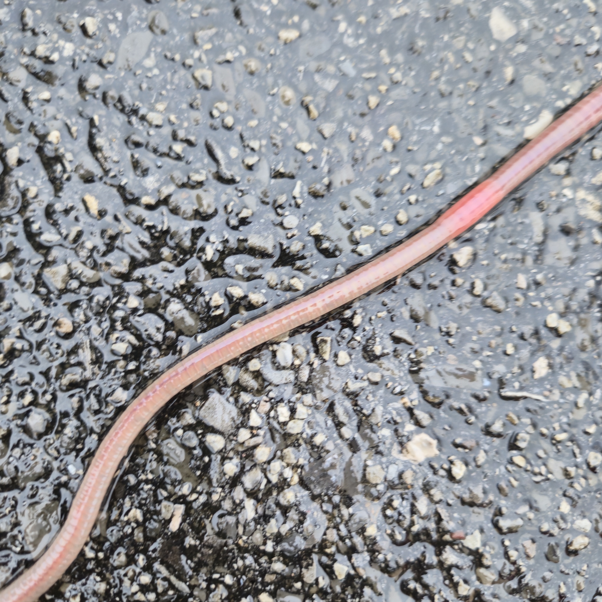 Lumbricus terrestris Linnaeus, 1758
