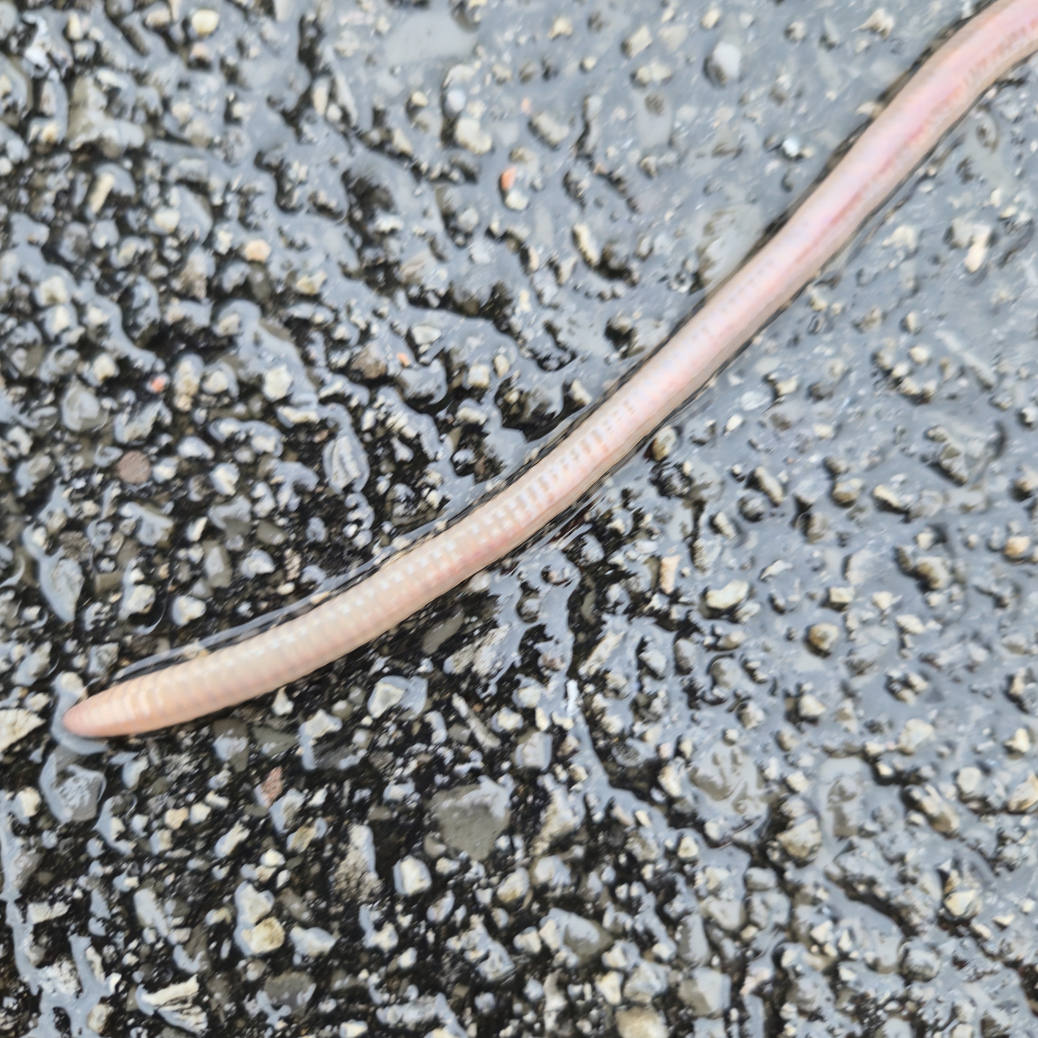 Lumbricus terrestris Linnaeus, 1758
