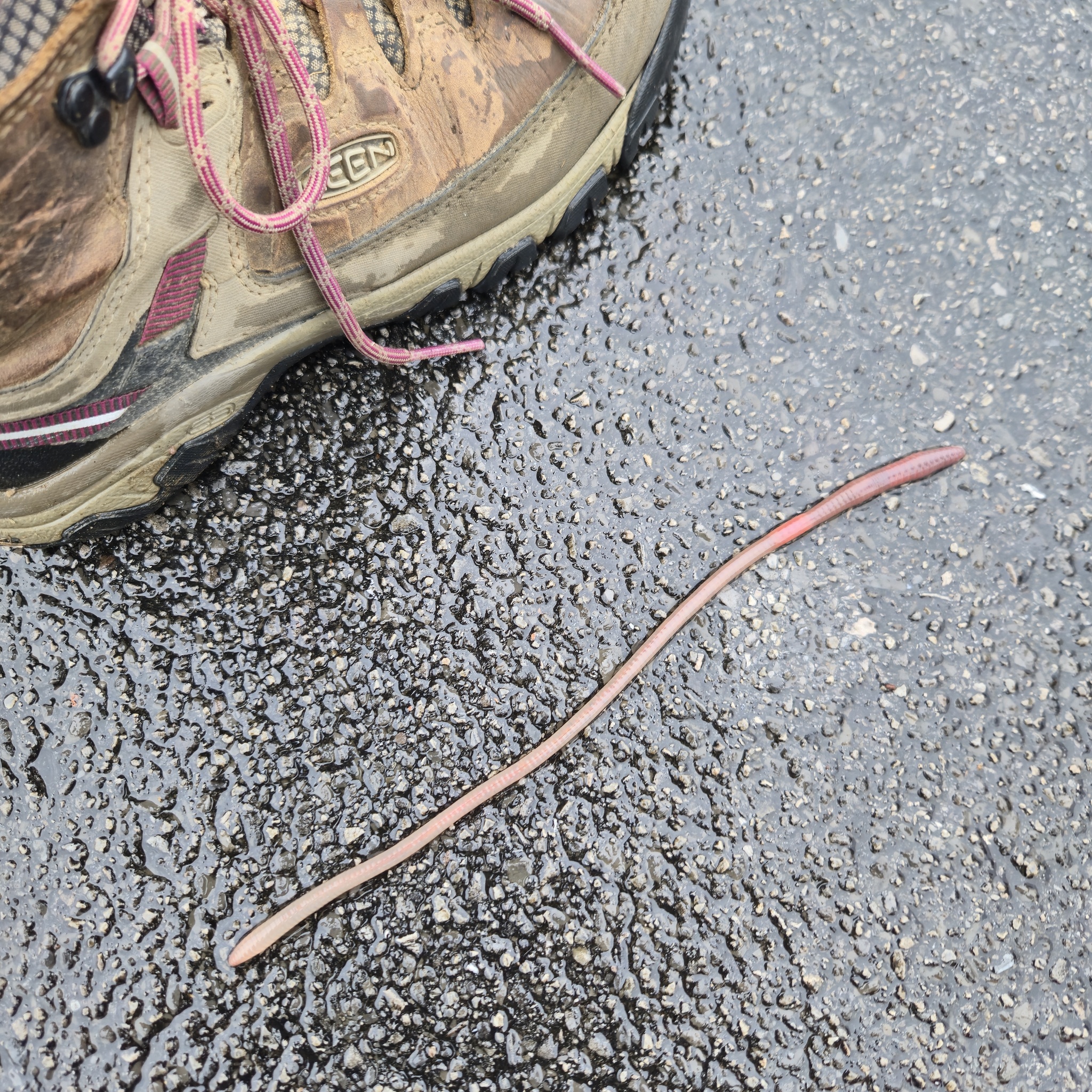 Lumbricus terrestris Linnaeus, 1758