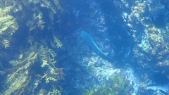 Notolabrus inscriptus