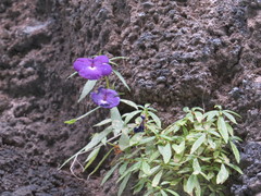 Achimenes cettoana