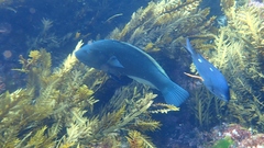 Notolabrus inscriptus