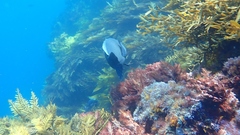 Notolabrus inscriptus