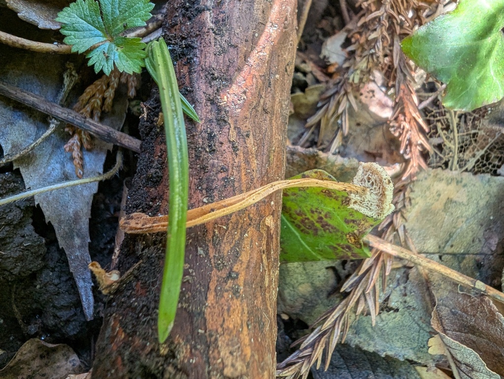 Strobilurus ohshimae · January 2026 · photo: © atsushi_nakajima_cirque (iNaturalist, cc-by)