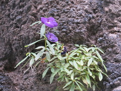Achimenes cettoana