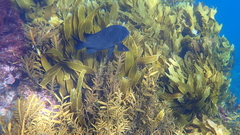 Parma alboscapularis