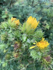 Berkheya robusta