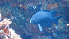 Parma alboscapularis