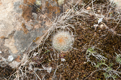 Aylostera fiebrigii