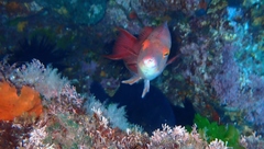 Bodianus unimaculatus