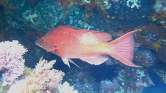 Bodianus unimaculatus