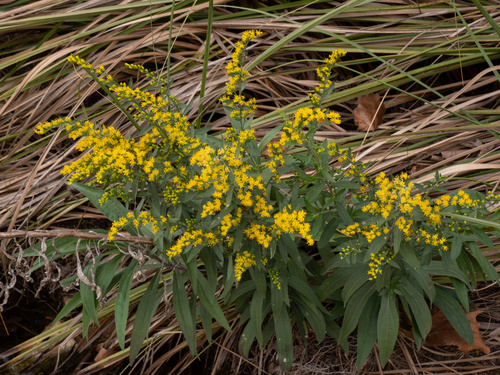 Julia's goldenrod (Solidago juliae)
