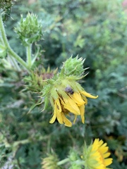 Berkheya robusta