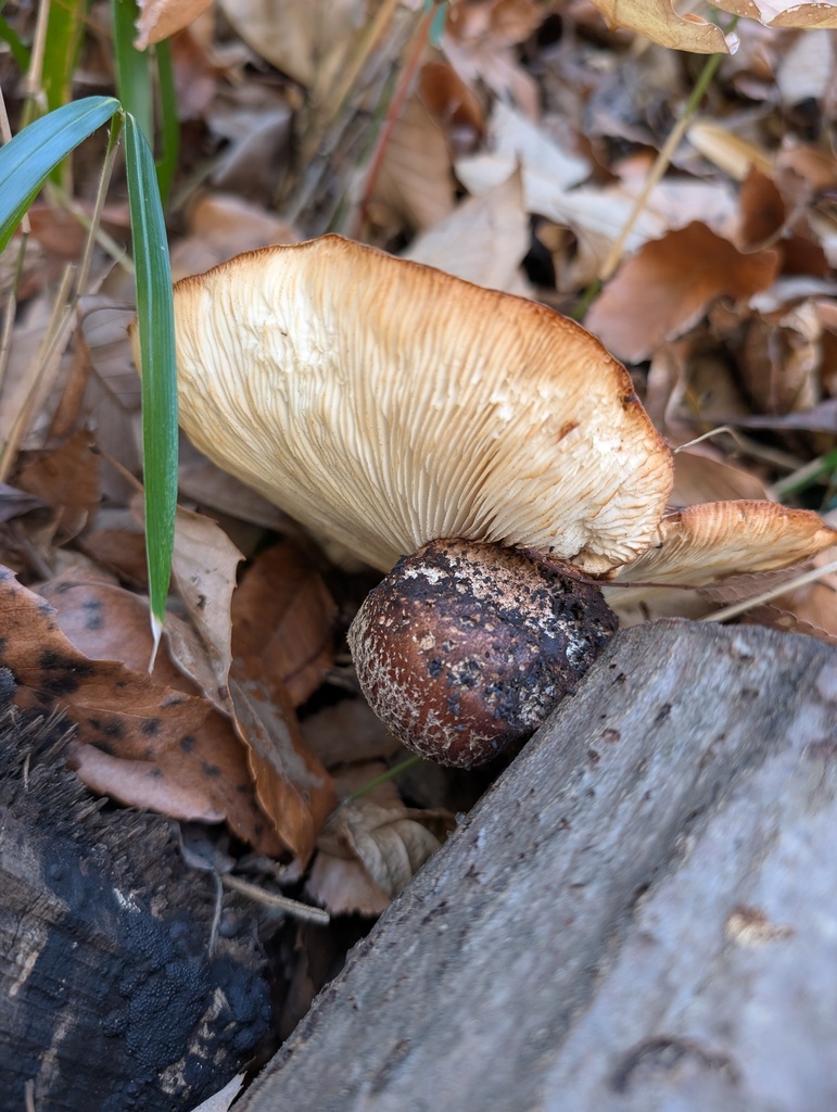 Lentinula edodes · January 2026 · photo: © atsushi_nakajima_cirque (iNaturalist, cc-by)
