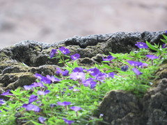 Achimenes cettoana