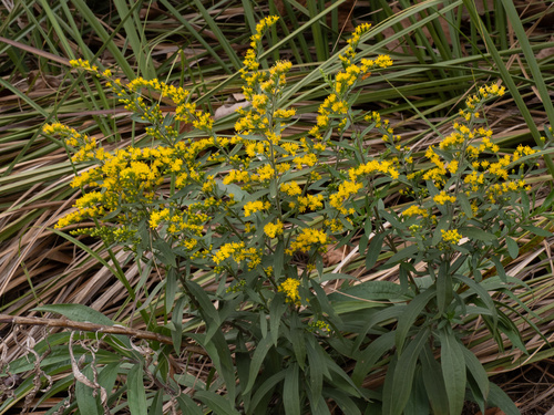 Solidago juliae, photograph 4