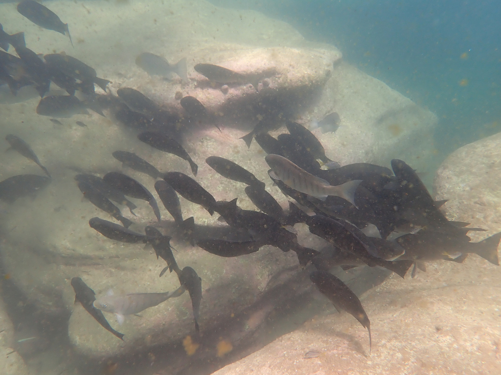 Black bream (Girella elevata) — Kyphosidae