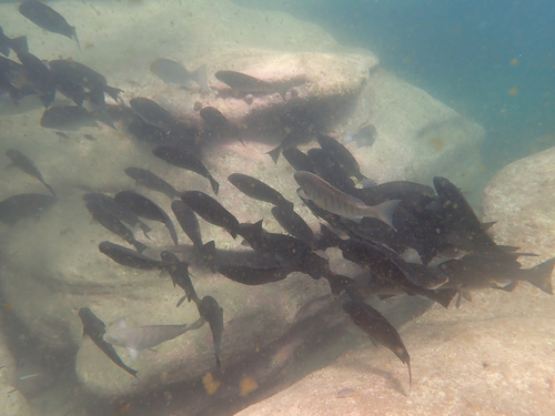 Black bream (Girella elevata) — Kyphosidae