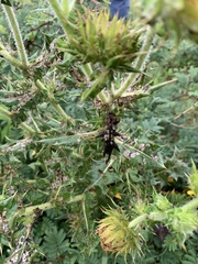 Berkheya robusta
