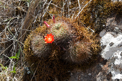 Aylostera fiebrigii