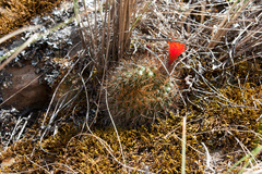 Aylostera fiebrigii