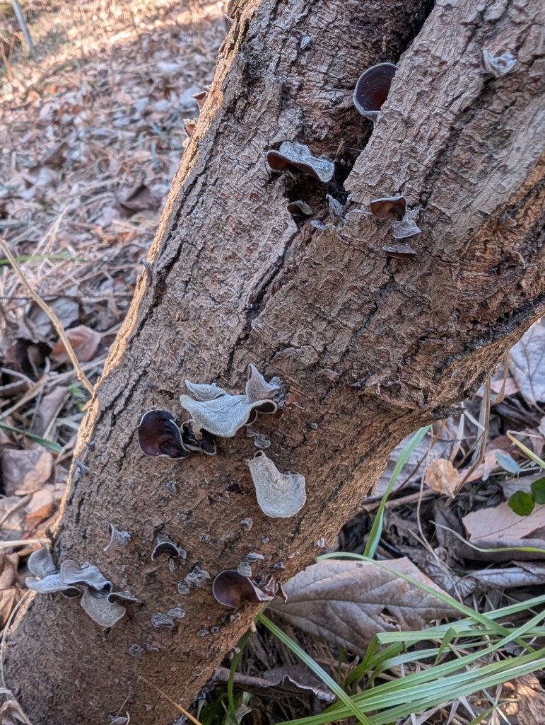 Auricularia polytricha · January 2026 · photo: © atsushi_nakajima_cirque (iNaturalist, cc-by)