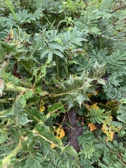 Berkheya robusta