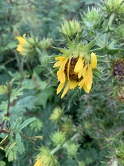 Berkheya robusta