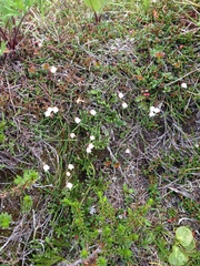 Cassiope lycopodioides