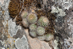 Aylostera fiebrigii