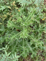 Berkheya robusta