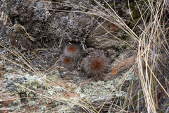 Aylostera fiebrigii