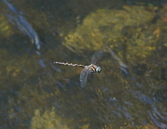 Notoaeschna sagittata