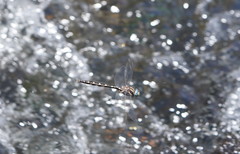 Notoaeschna sagittata