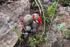 Aylostera fiebrigii