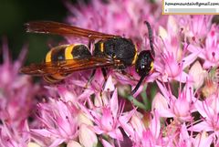 Anterhynchium flavomarginatum