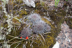 Aylostera fiebrigii